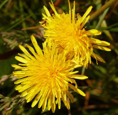 common dandelion .jpg