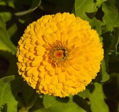 yellow marigold .jpg