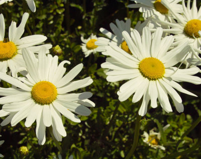 wild daisies 2.jpg