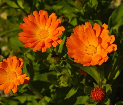 orange flower