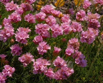 sea thrift 1.jpg