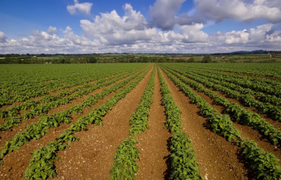 potatao field