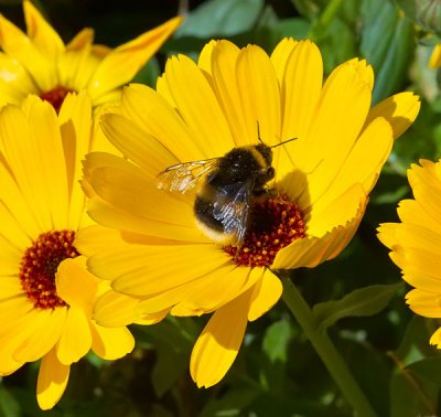 bee at work 2.jpg