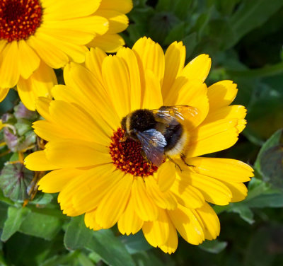 bee at work 1.jpg