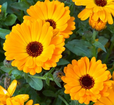 marigolds 1.jpg