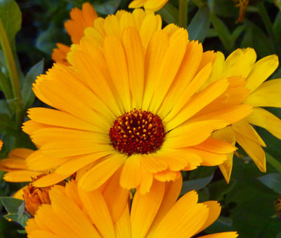 marigold 4.jpg