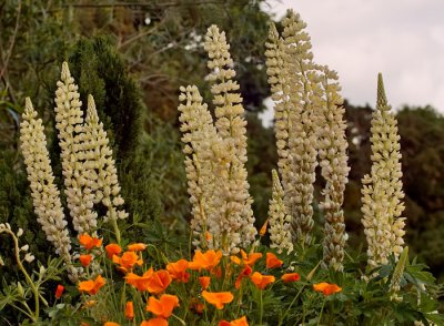 lupins .jpg