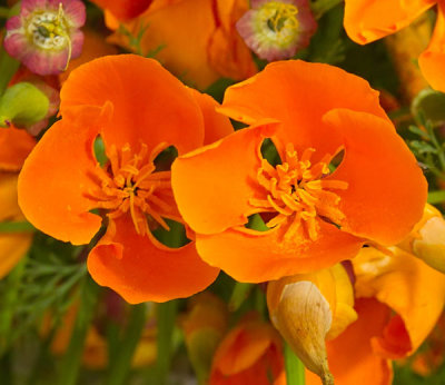 orange flowers 5.jpg