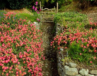 flowers and gate .jpg
