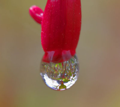 reflections in a raindrop 2.jpg