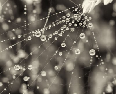 dewdrops on cobweb1