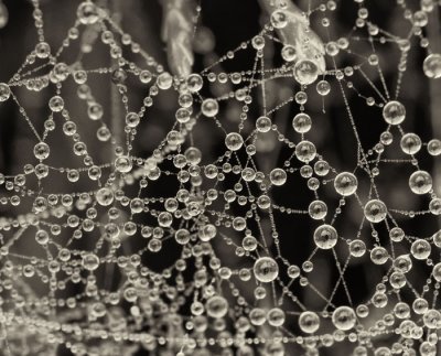 dewdrops on spiders web