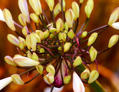 agopatheum flowerhead .jpg