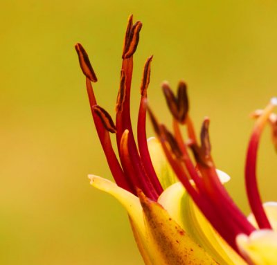 stamens 6.jpg