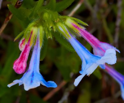 blue flowers .jpg