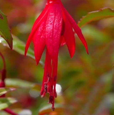 fuchia flower 2.jpg