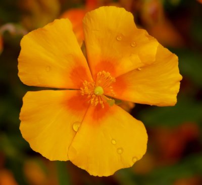 raindrops on yellow flower .jpg