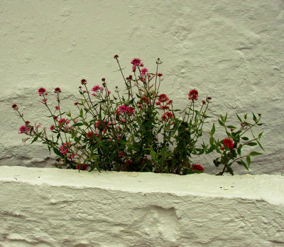 white wall and wild flower .jpg