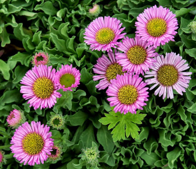 pink flowers .jpg
