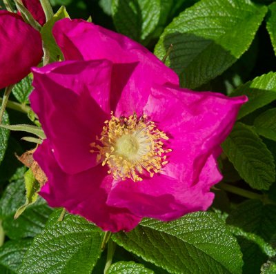 red flower 1.jpg