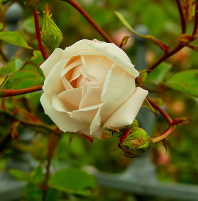 white rose .jpg