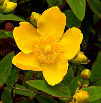 st john wort .jpg