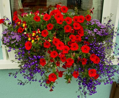 window box 1.jpg