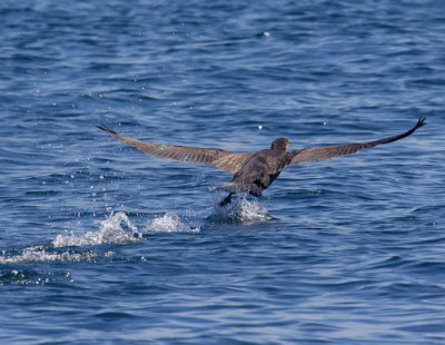 cormorant takeoff .jpg