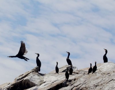 cormorants .jpg