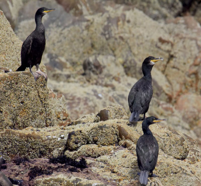 cormorants 8.jpg