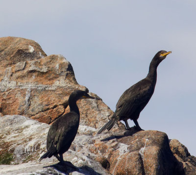 cormorants on rock .jpg