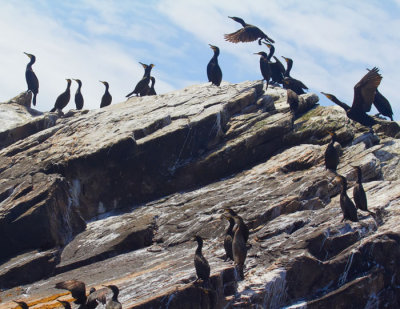 cormorant colony .jpg