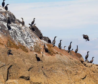 cormorant colony 2.jpg