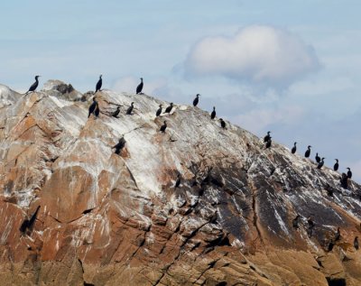 cormorants 4.jpg