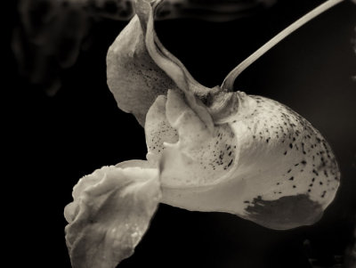 wild flower 2.jpg