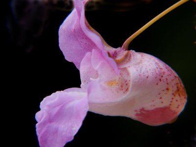 wild flower 1.jpg