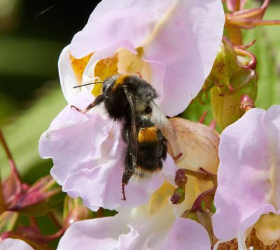 bee on flower .jpg