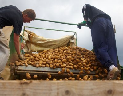 unloading potatoes from harvetser .jpg