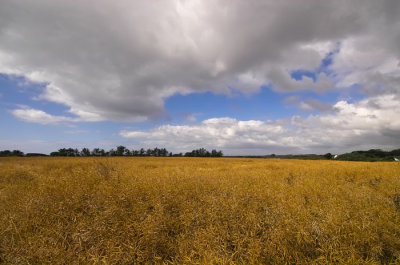 oil seed rape field .jpg