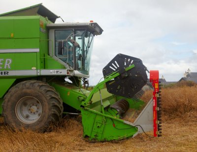 harvesting oil seed rape 3.jpg