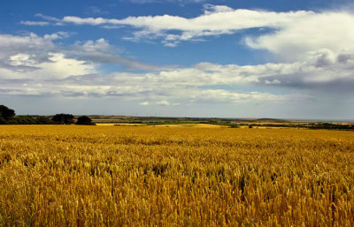 wheatfields .jpg