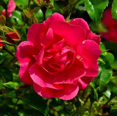 wild rose 2.jpg