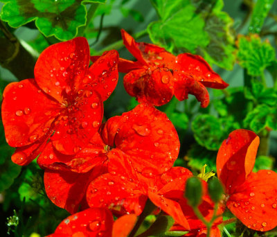 pelargonium