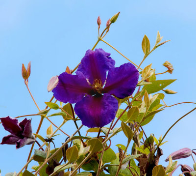 wild blue flower 2.jpg