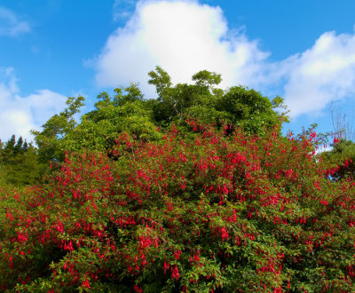 wild fuchsia.jpg