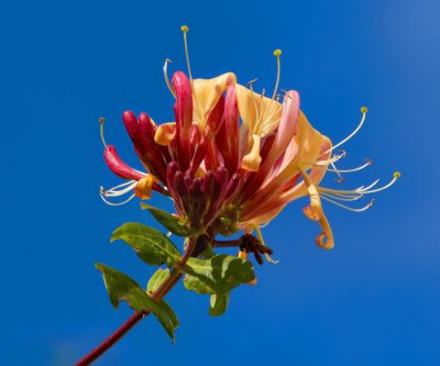 honeysuckle 3.jpg