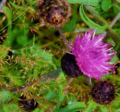 knapweed