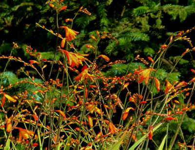 crocosmia