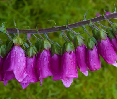raindrops on foxclove 2