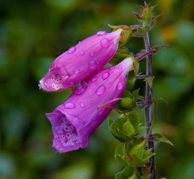 raindrops on foxglove
